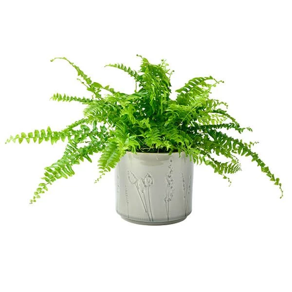 Burgon & Ball Provence Small Grey Glazed Pot - Image 4