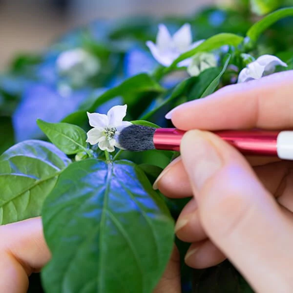 Veritable Pollination Brush - Image 3