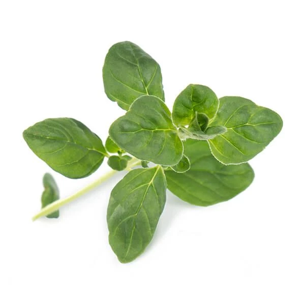 Veritable Oregano Lingot - Image 2