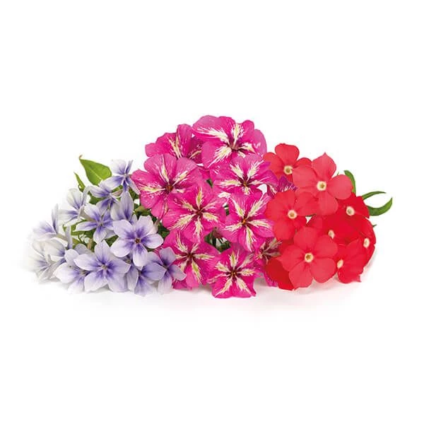 Veritable Edible Phlox Lingot - Image 2