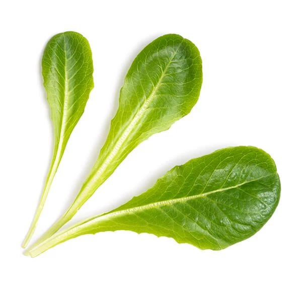 Veritable Romaine Lettuce Lingot - Image 2