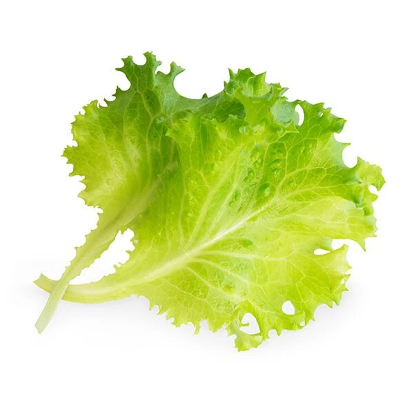 Veritable Organic Butterhead Lettuce Lingot - Image 2