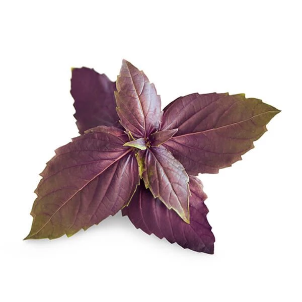 Veritable Organic Purple Basil Lingot - Image 2