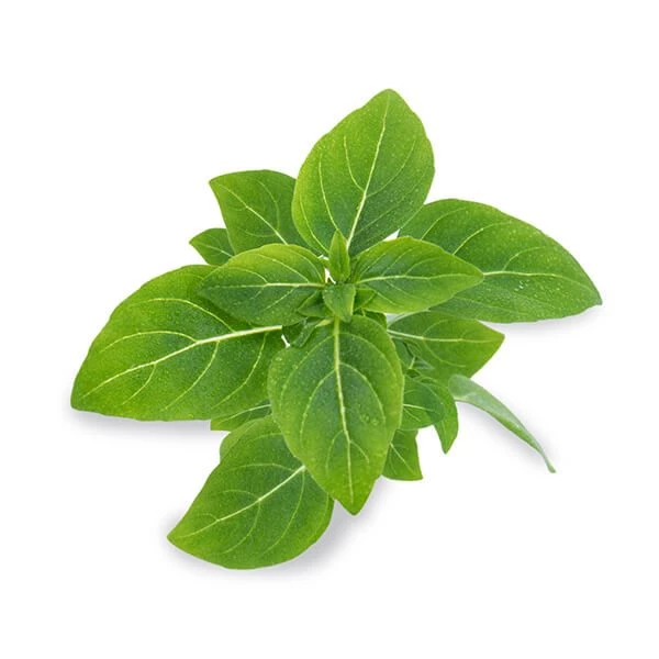 Veritable Organic Dwarf Basil Lingot - Image 2