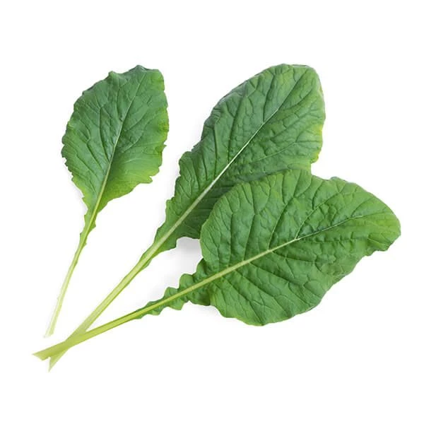 Veritable Japanese Komatsuma Spinach Lingot - Image 2